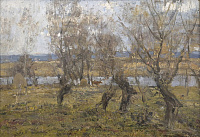 Старые вербы